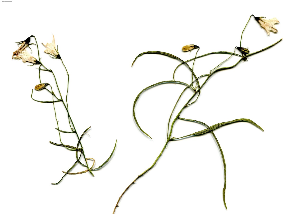 Campanula scheuchzeri subsp. scheuchzeri (Campanulaceae)